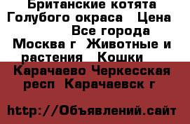 Британские котята Голубого окраса › Цена ­ 8 000 - Все города, Москва г. Животные и растения » Кошки   . Карачаево-Черкесская респ.,Карачаевск г.